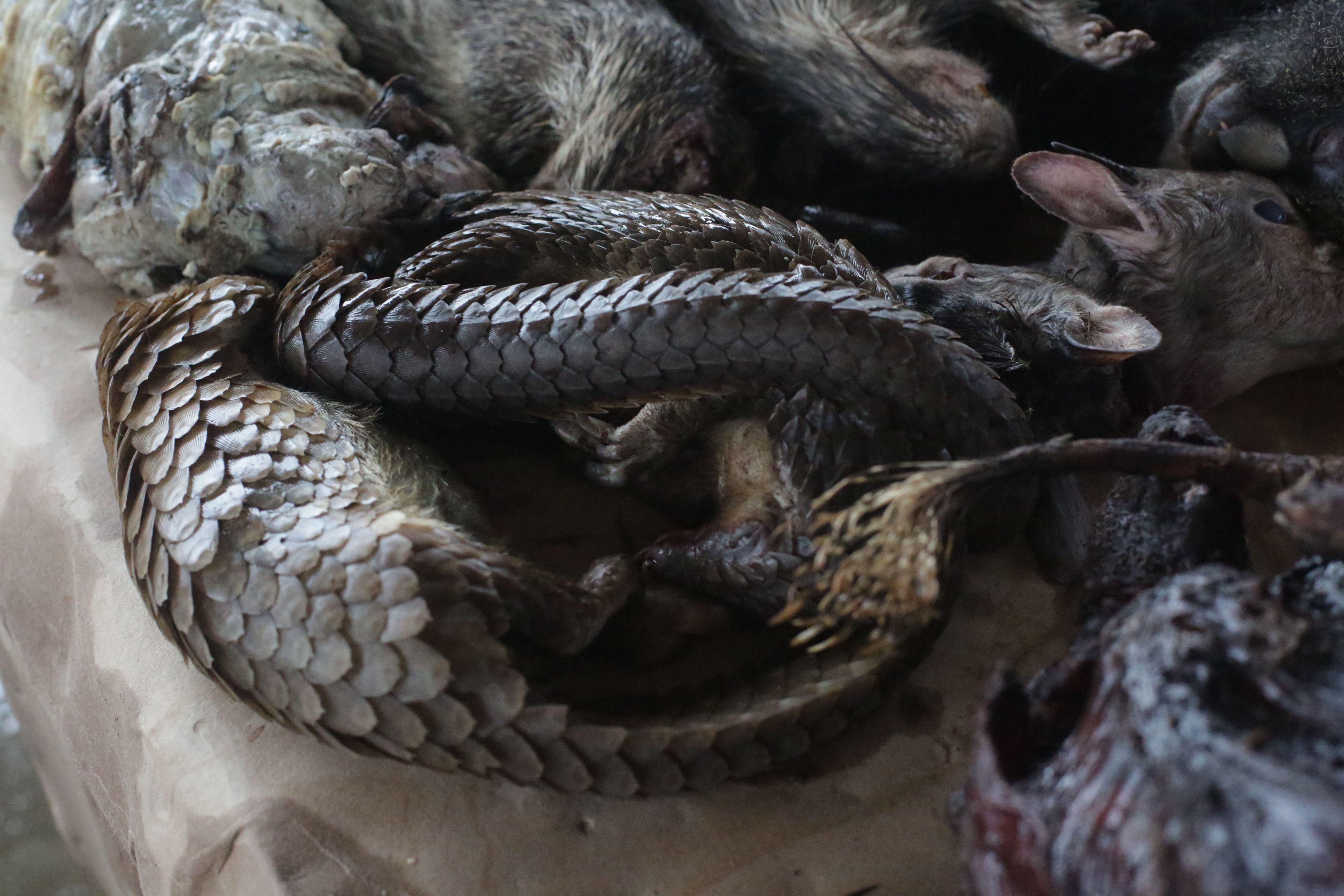 Pangolins seen for sale at a market.