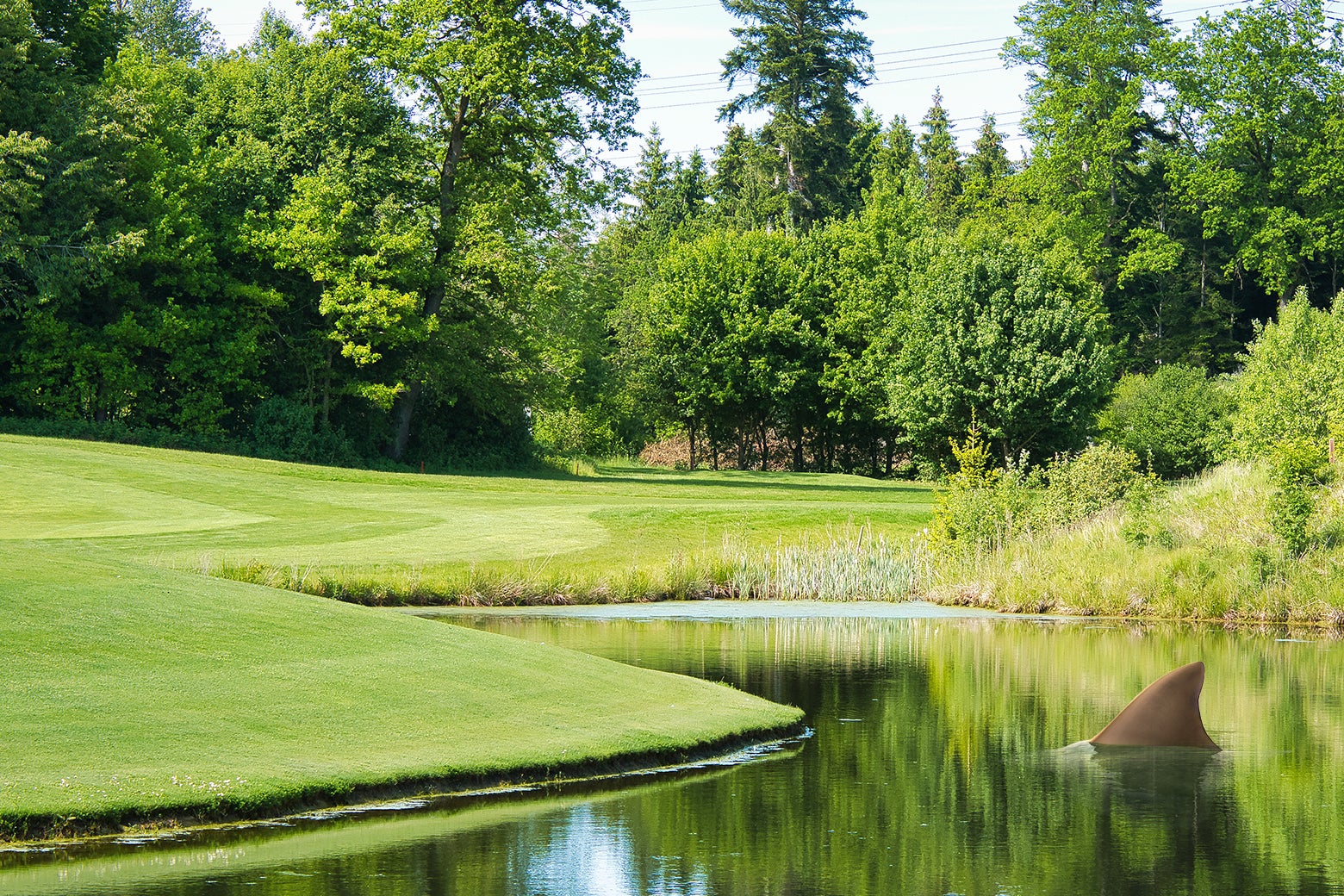 Sharks Survived On A Golf Course For 17 Years What Made Them Go Away sharks-survived-on-a-golf-course-for-17-years-what-made-them-go-away