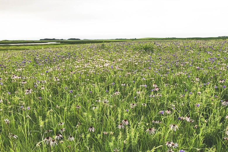 A field of grass