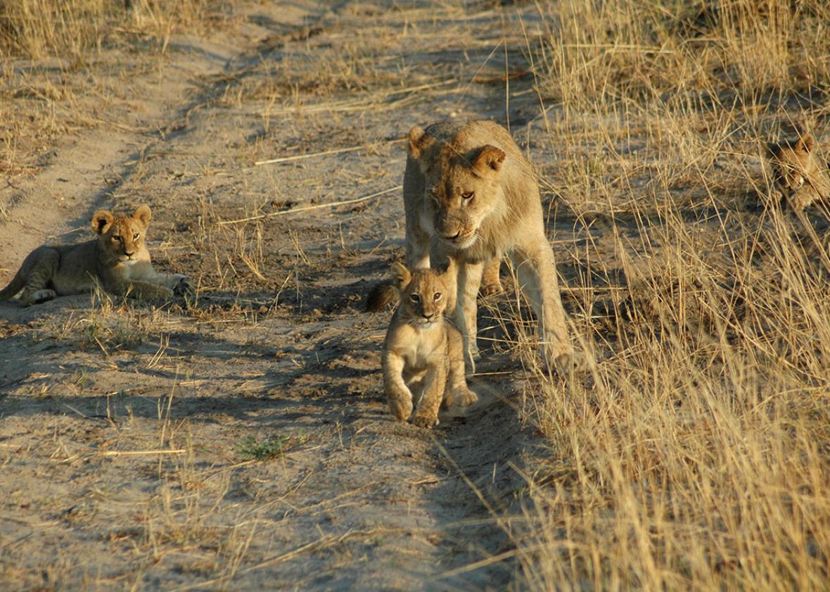 Cecil the lionâs cubs, December 18, 2012. ,Cecil the lion’s cubs, December 18, 2012. 