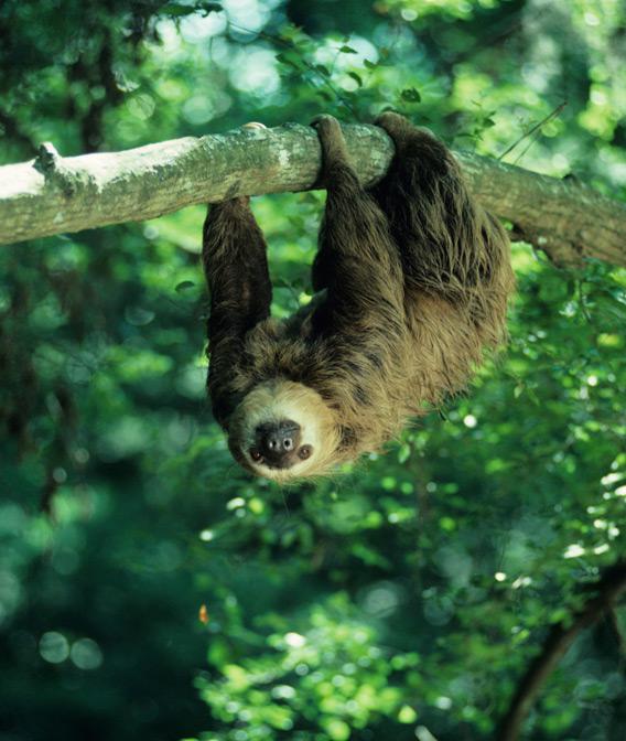 A two-toed sloth.
