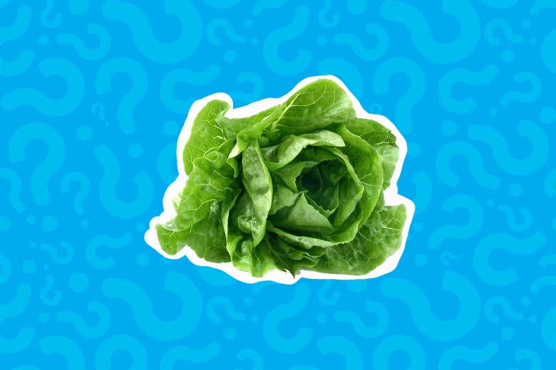 A head of romaine lettuce.
