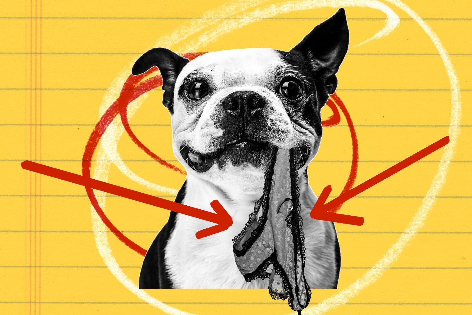 Dog training tips with Jenny Slate - Vimarsana News