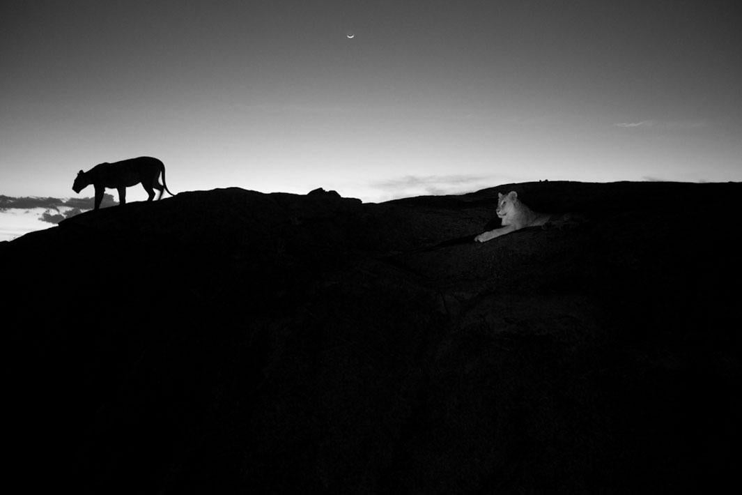 The Vumbi pride prepares for the evening hunt.  Serengeti plains lions, because they have no cover, hunt by the darkness of night.  They’re very tuned in to both when the sun rises and sets and when the moon rises and sets.  Serengeti National Park, Tanzania, 2012.