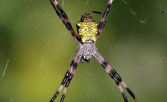 Giant spider attacks in India leave two people dead.