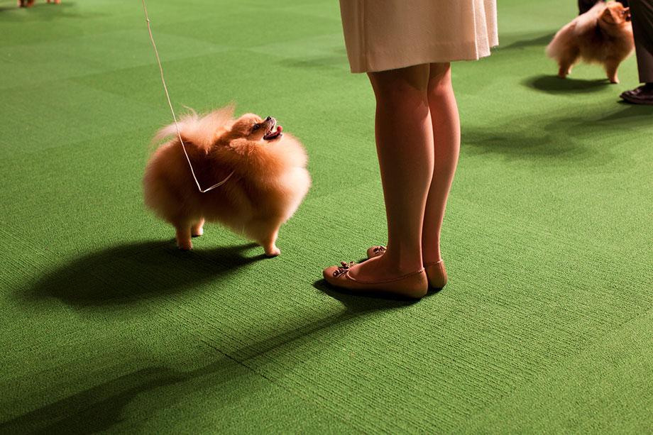Double Pomeranian, From Best in Show 2012
