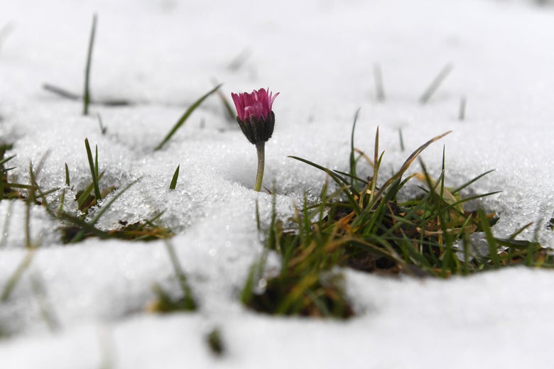 A small pink flower and grass peek out of snow.