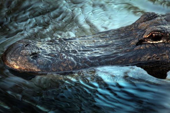 How to survive an alligator attack: Video shows how to escape an encounter.