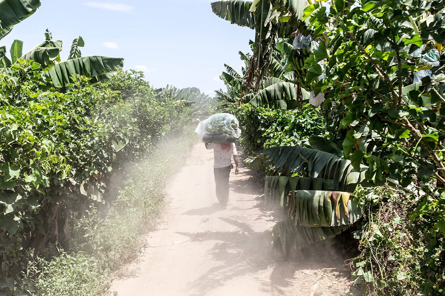 A worker carrying a big banana plant on his shoulder while walking along a farm track