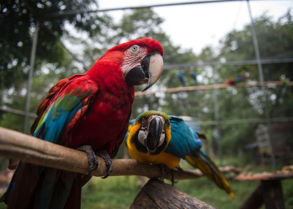 Are The Parrot Sculptures At Mar A Lago Having Sex