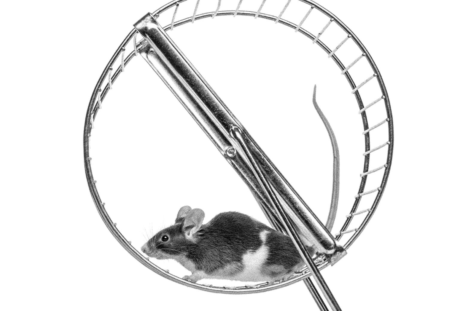 A mouse on a hamster wheel.
