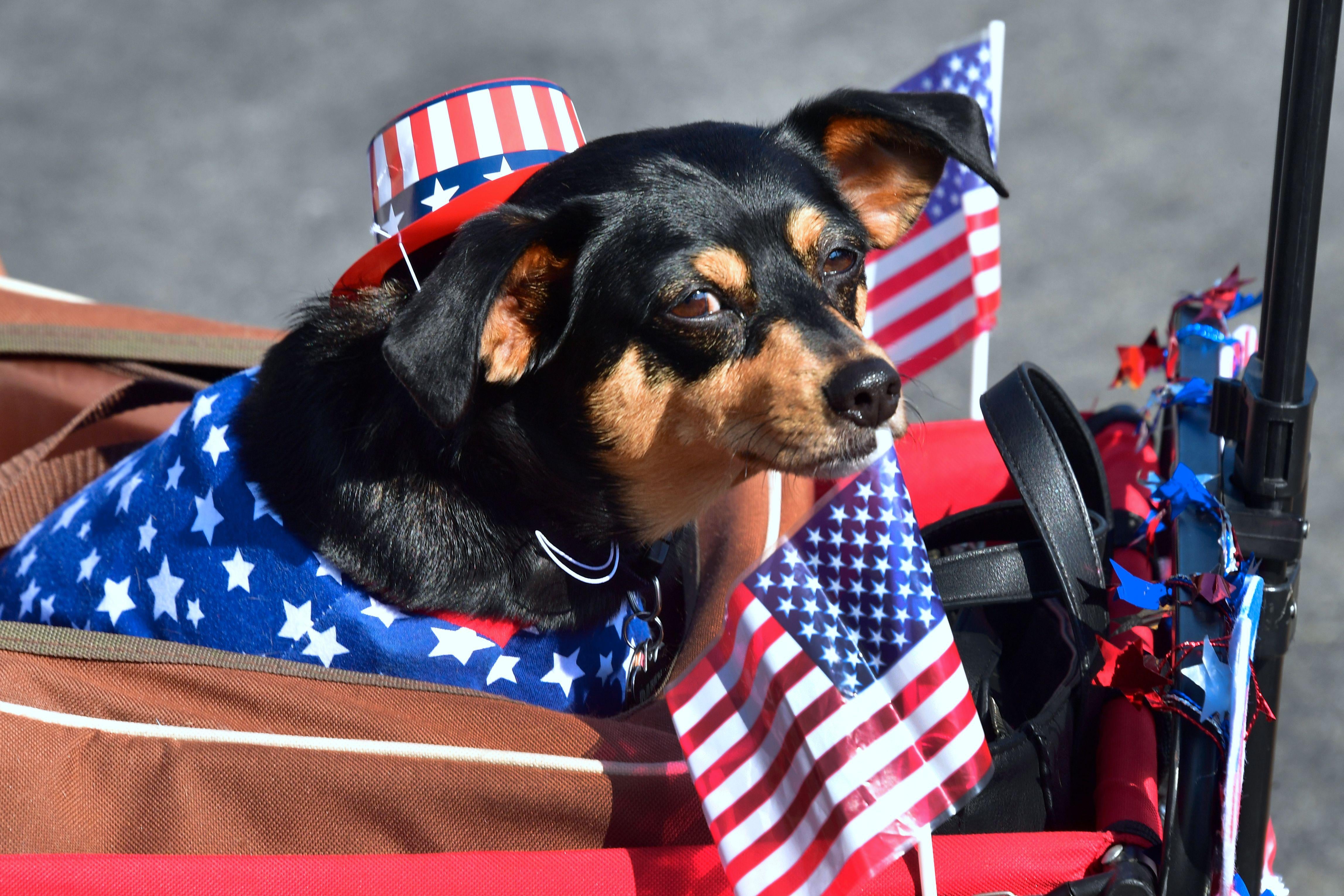 A Dachshund Terrier, wrapped in American flags for a parade.