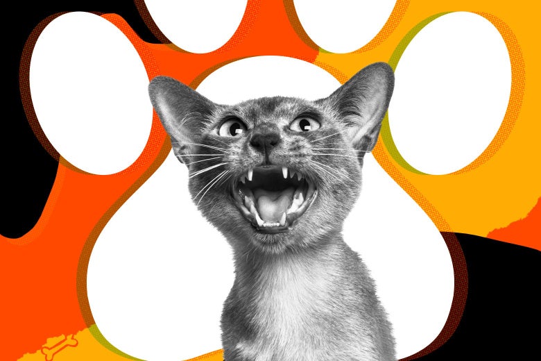 I Think My Cat Has Jet Lag Pet Advice From Beast Mode