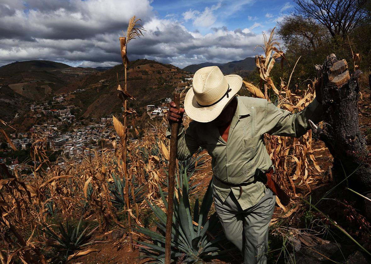 Toribio Hernandez walks through is agave fields in San Juan del Rio, Oaxaca, Mexico.