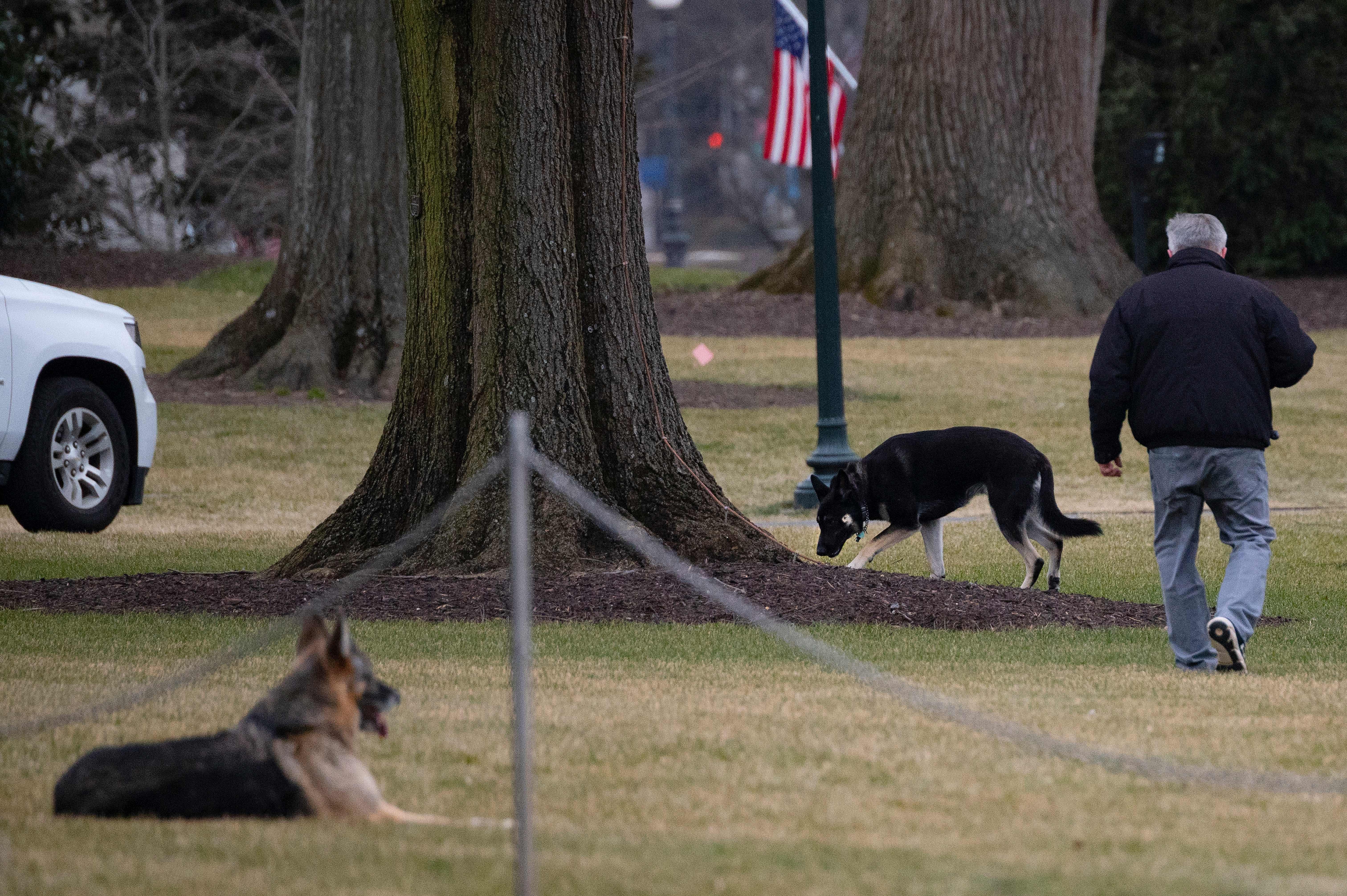 Newsmax host attacks Biden's 12-Year old dog Champ: "Looks like it's from a junkyard." - Vimarsana News