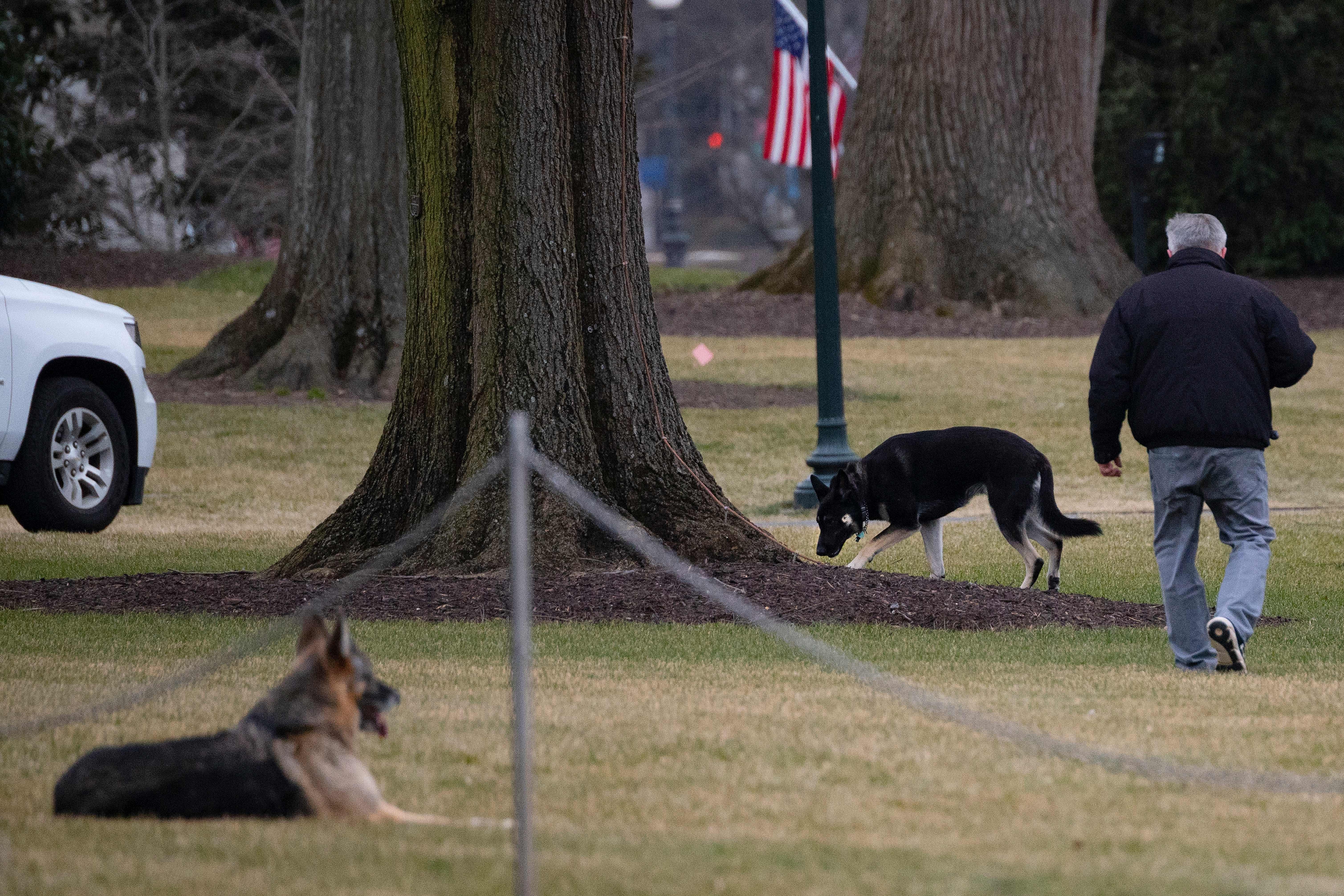 First dogs Champ and Major are seen on the South Lawn of the White House in Washington, D.C. on Jan. 25, 2021. 