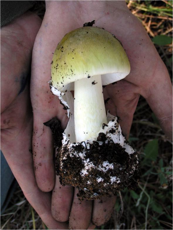 A young death cap specimen.