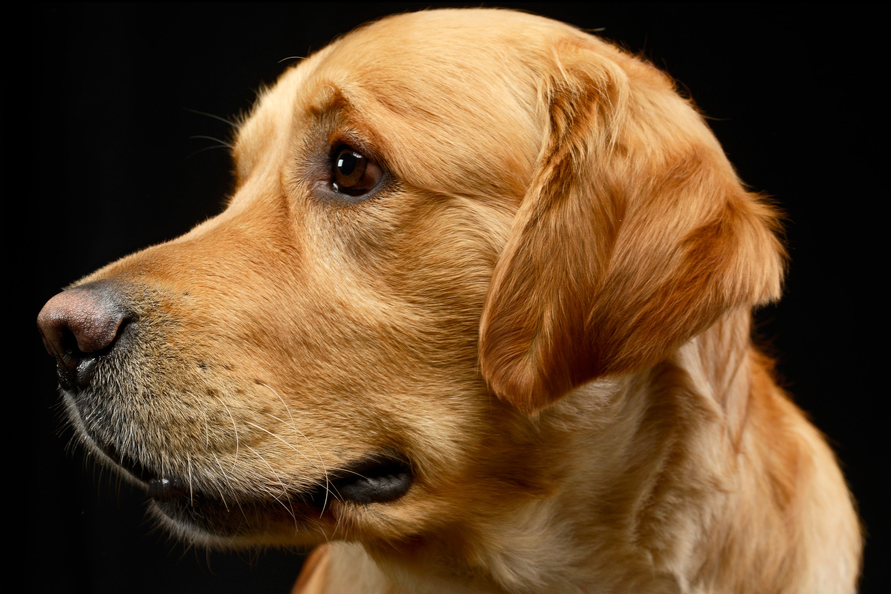 why golden retriever are dying younger?