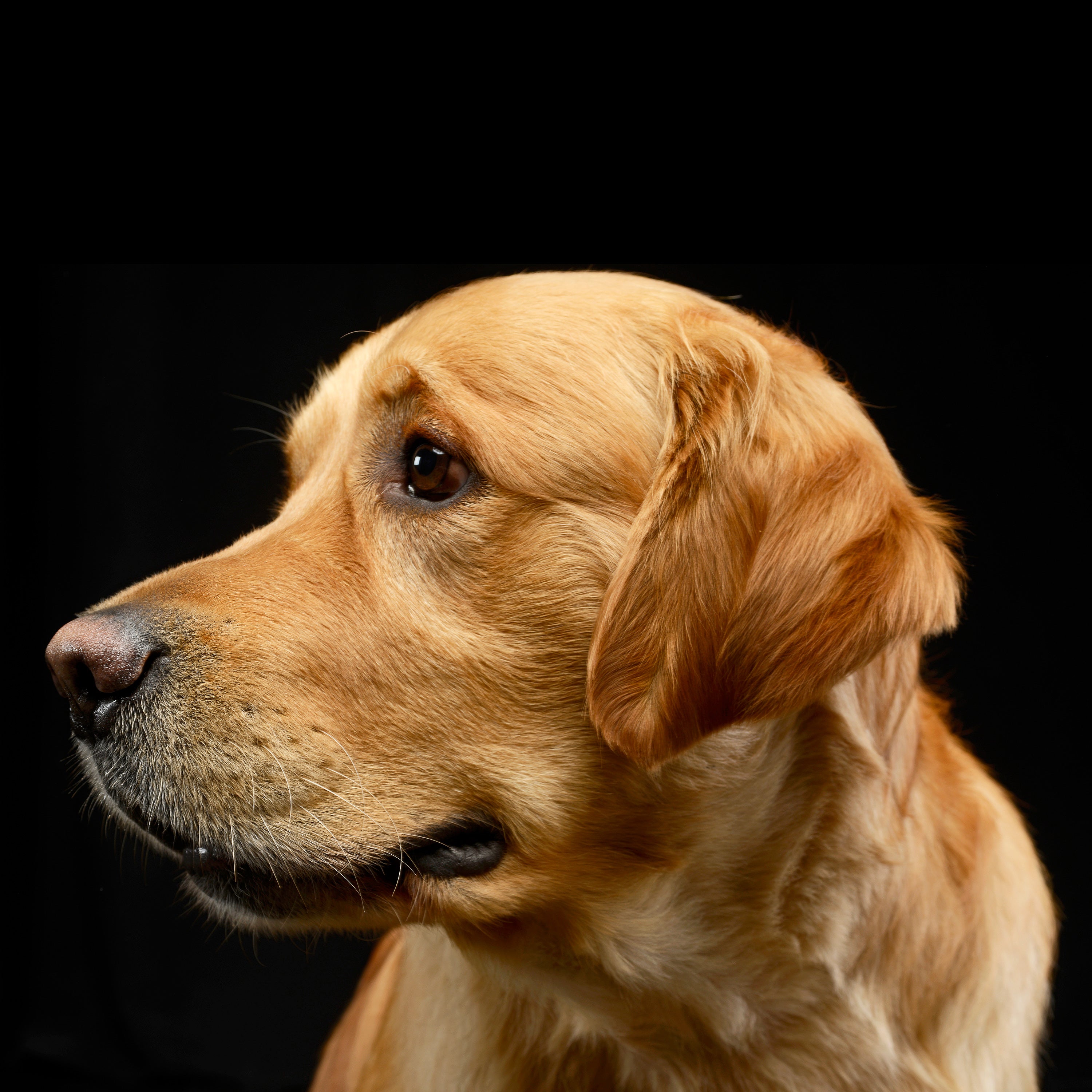 A golden retriever looking to one side