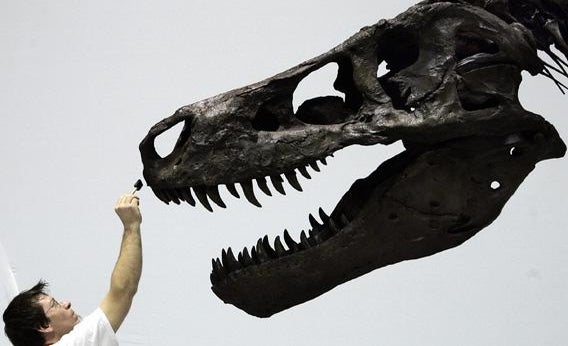 Tyrannosaurus rex was a sensitive lover, new dinosaur discovery suggests, Dinosaurs