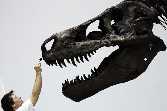 Tyrannosaurus rex was a sensitive lover, new dinosaur discovery