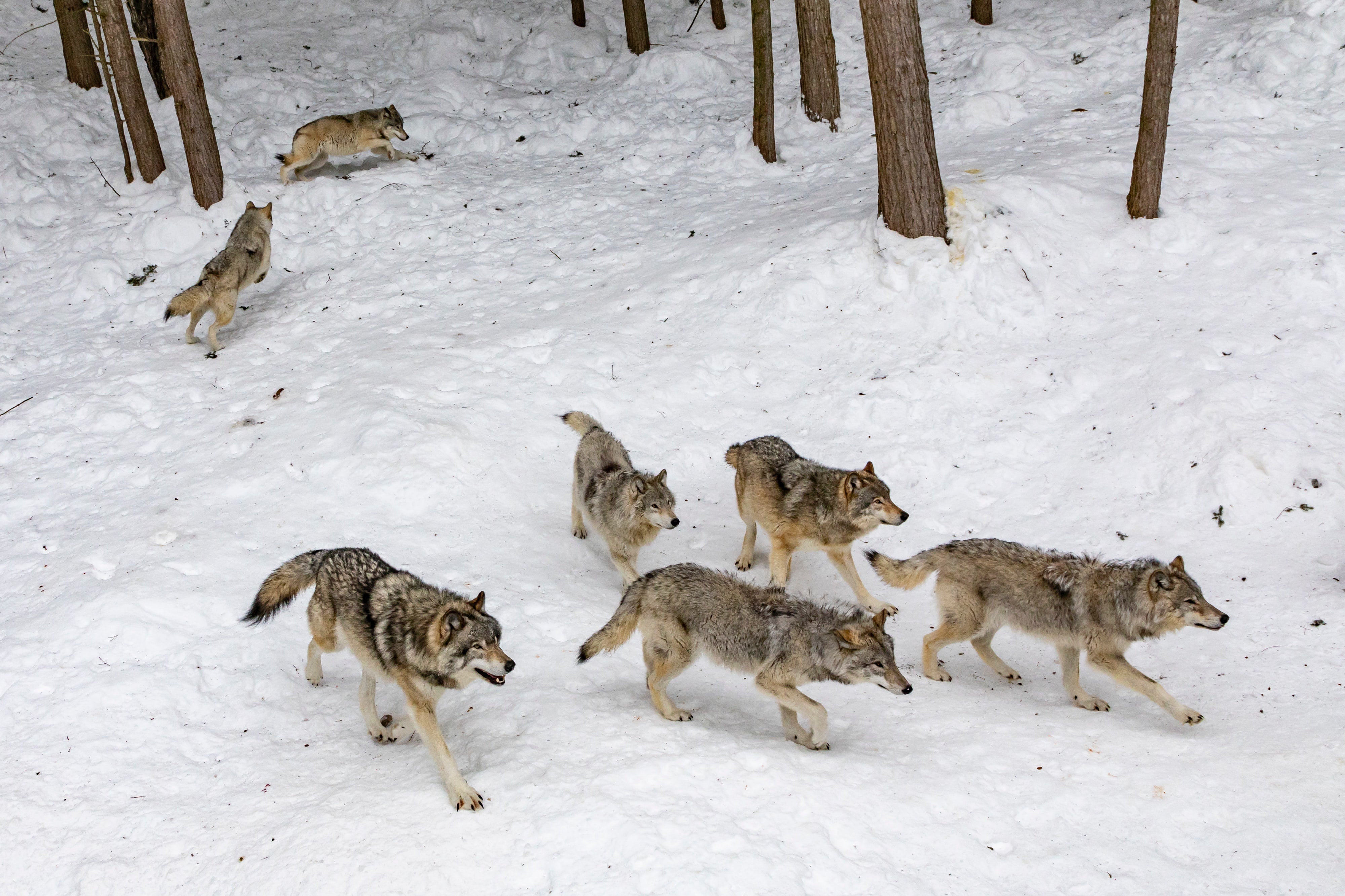 Five wolves walk in a snow-covered woods while two straggle behind.