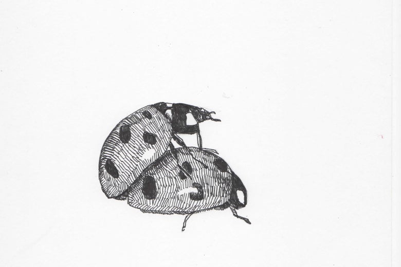 Ladybugs doin' it.