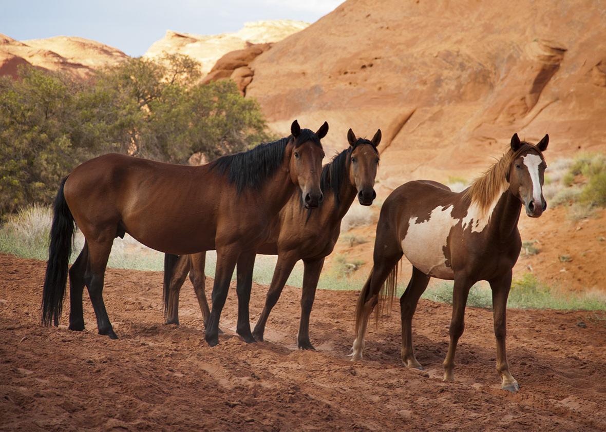 Horses in the Monument Valley, Arizona, USA.