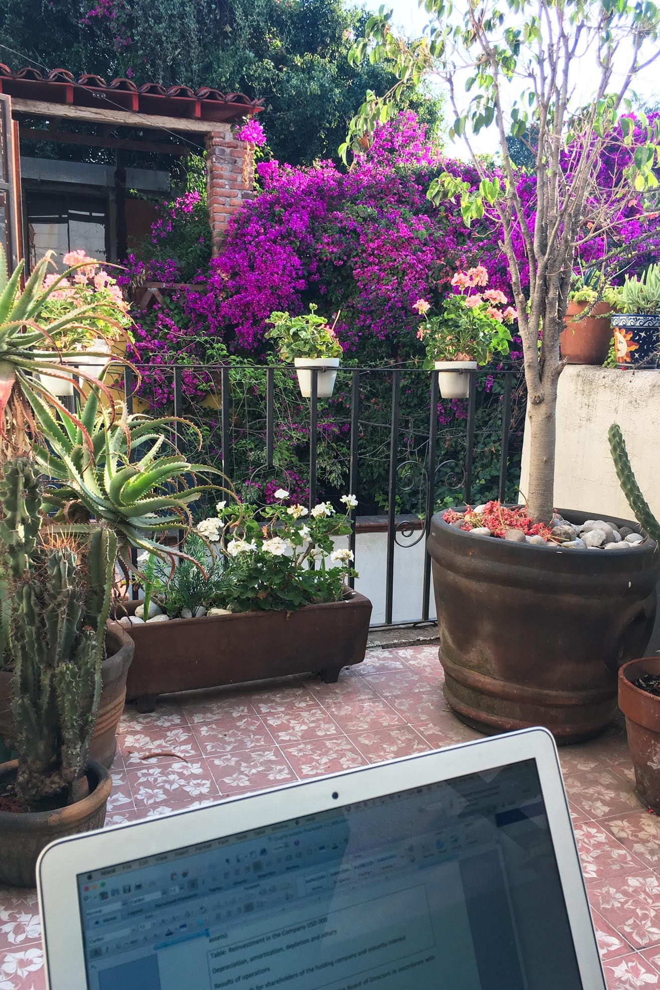 Laptop on a terrace with many floral plants.