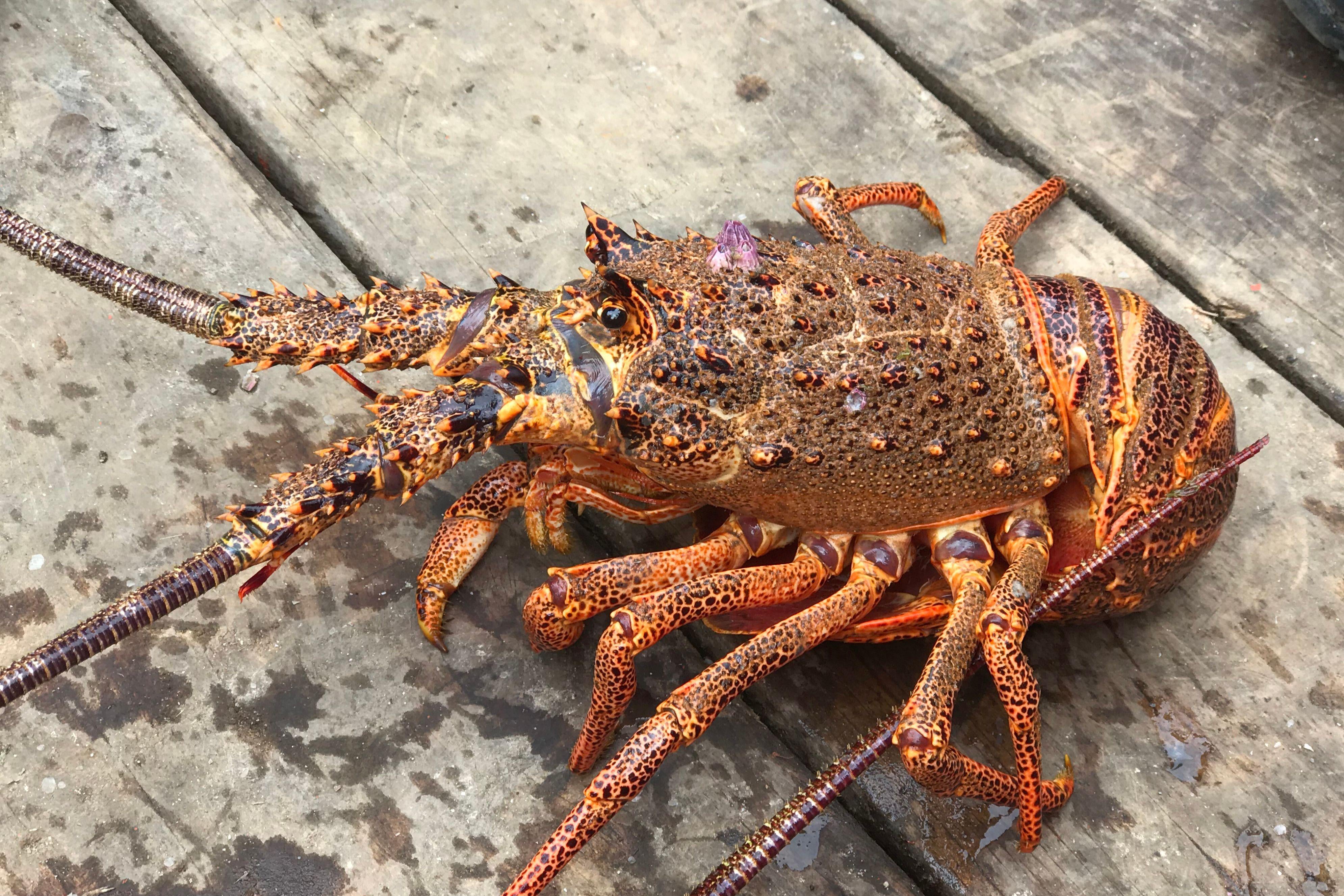 Picture of a lobster on a boat off Robinson Crusoe Island, in the Pacific Juan Fernandez Islands, off the coast of Chile, taken on January 30, 2019. - This divers' paradise, some 700 km west of the Chilean coast and with a population of about a thousand inhabitants, has just taken a fundamental step in its conservation - by 2020 it aspires to become free of single-use plastics. (Photo by Ana FERNANDEZ / AFP)        (Photo credit should read ANA FERNANDEZ/AFP/Getty Images)