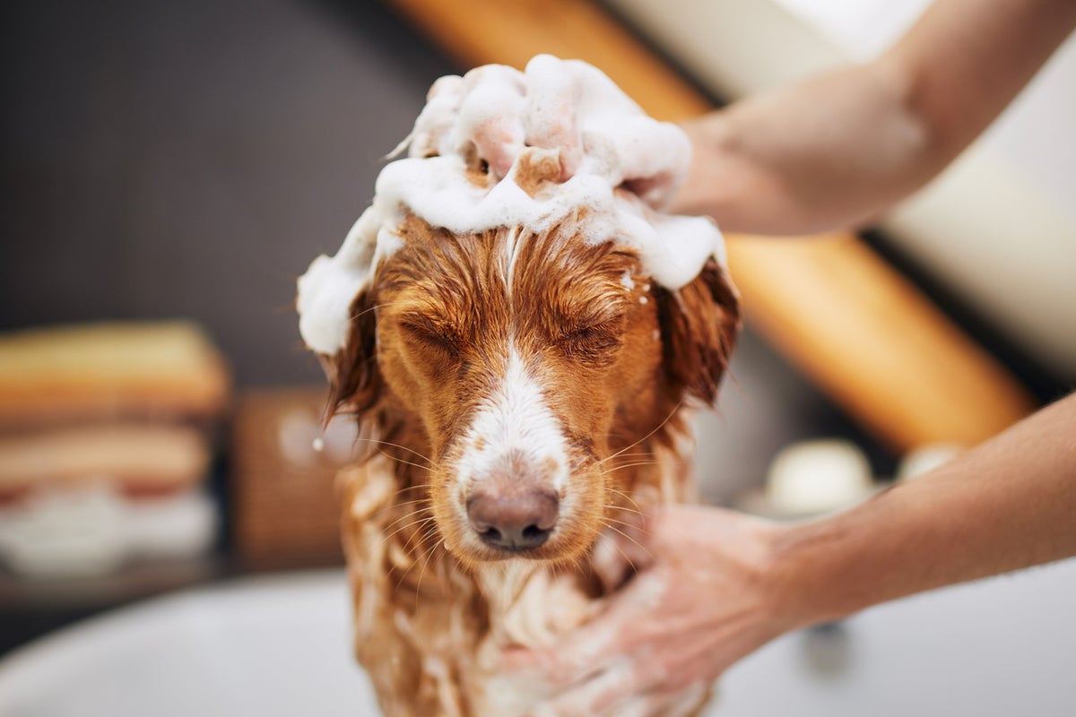 Luxury skin care for dogs is a thing. Here s what to know about dog shampoo and paw care