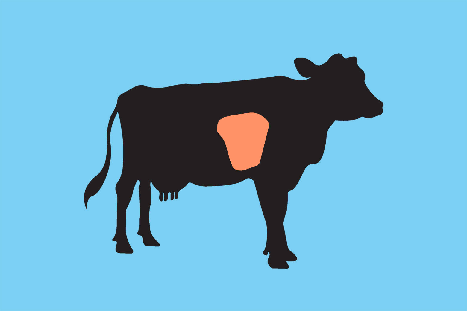 A cartoon-type illustration of a cow with the lungs highlighted. 