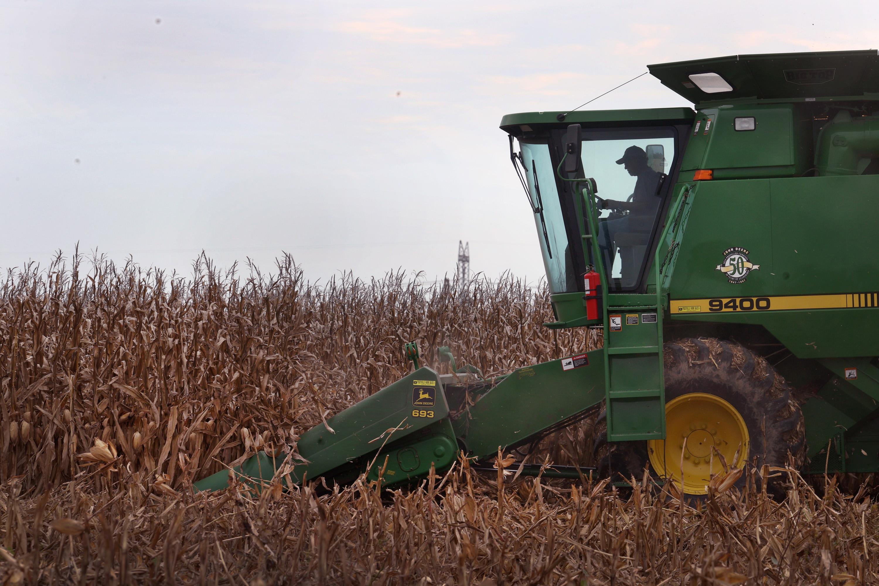 A dry corn field. To the right of the image is a large green tractor, cutting into the crop. The silhouette of the driver is pictured at the wheel. 