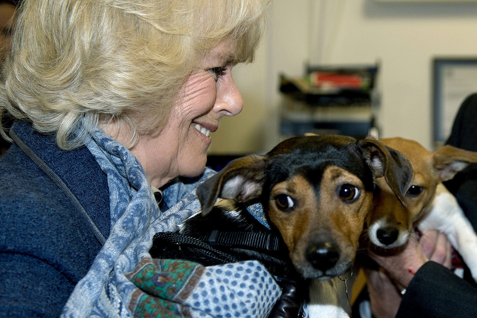 King Charles: He spurned Queen Elizabeth’s corgis for a new dog breed, and it’s not even the parading Charles spaniels.