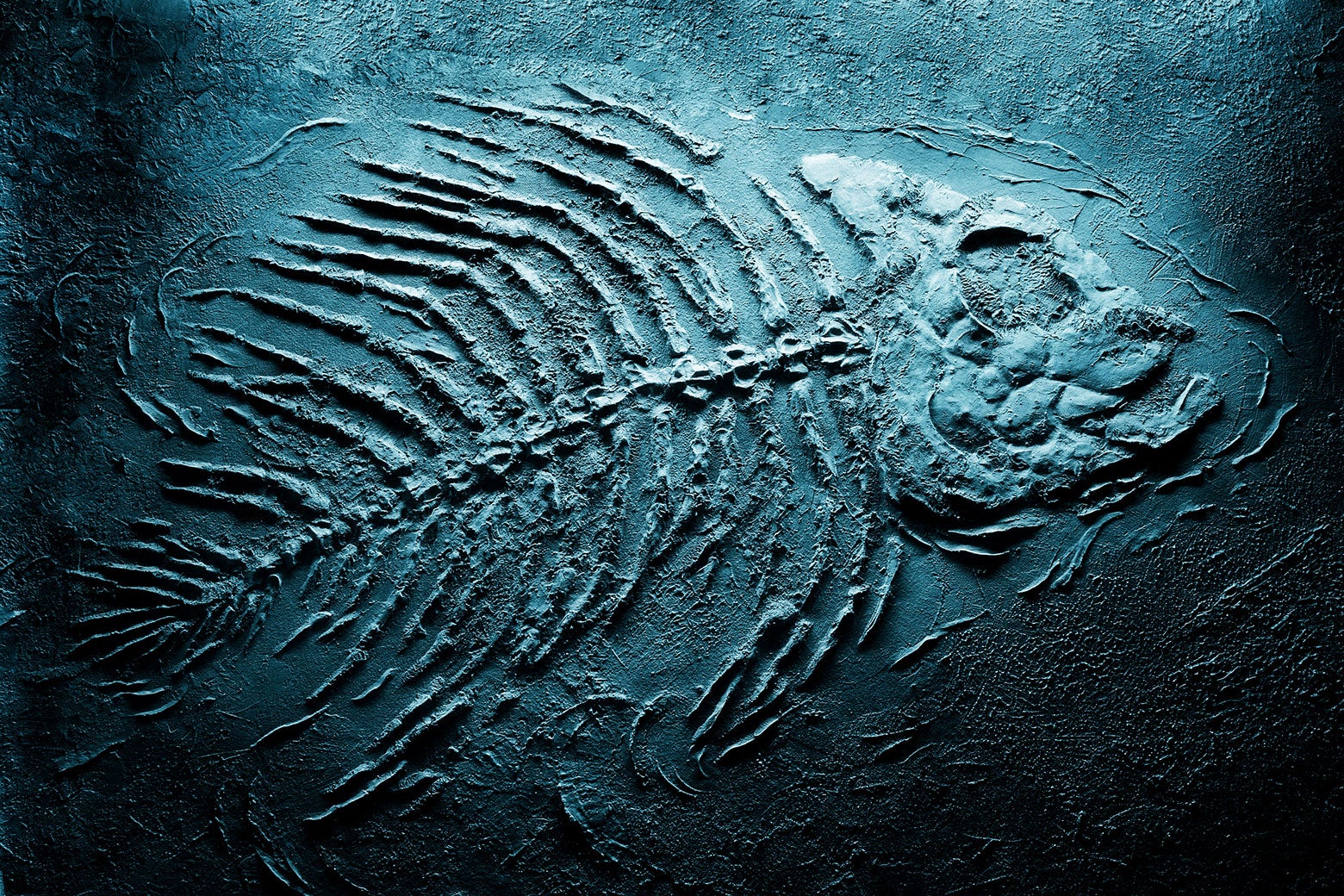 A fossilized fish