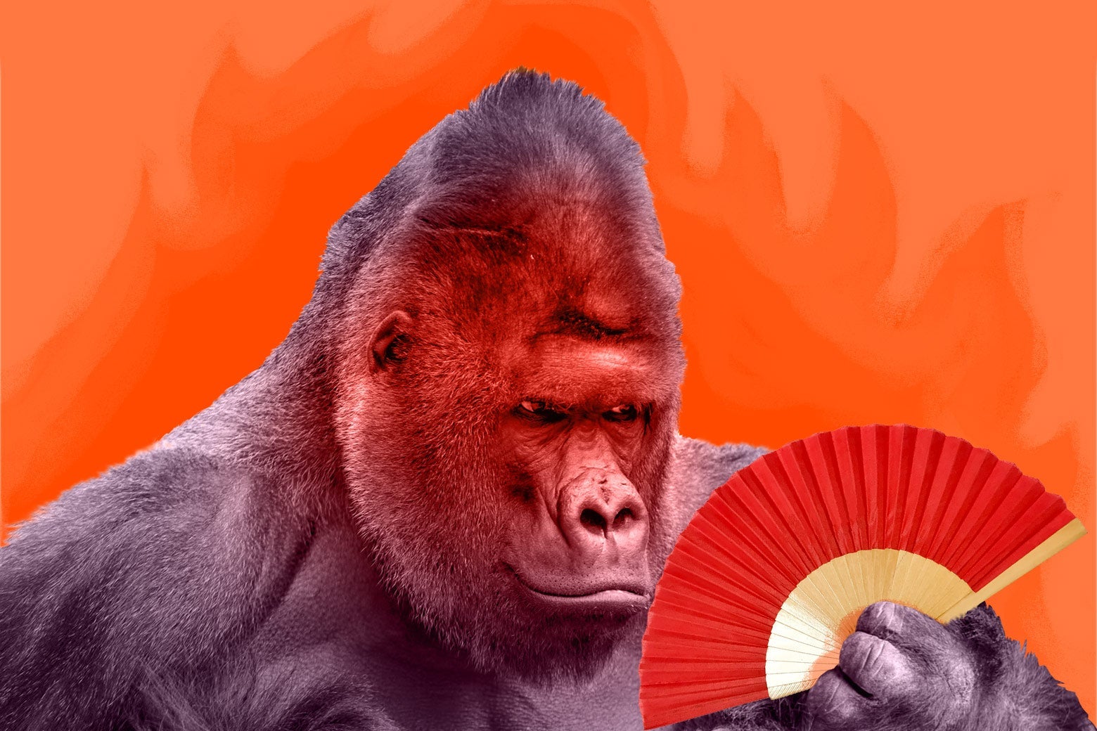 How animals like gorillas experience menopause. How animals like gorillas experience menopause.