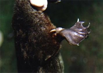 Spur on male platypus