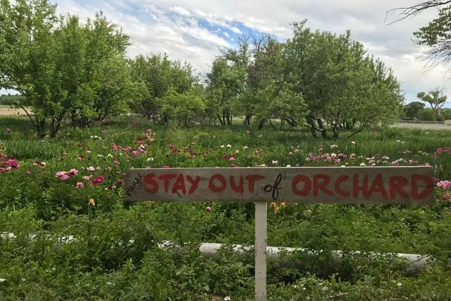 A field of flowers and trees with a sign in front reading "STAY OUT OF ORCHARD."