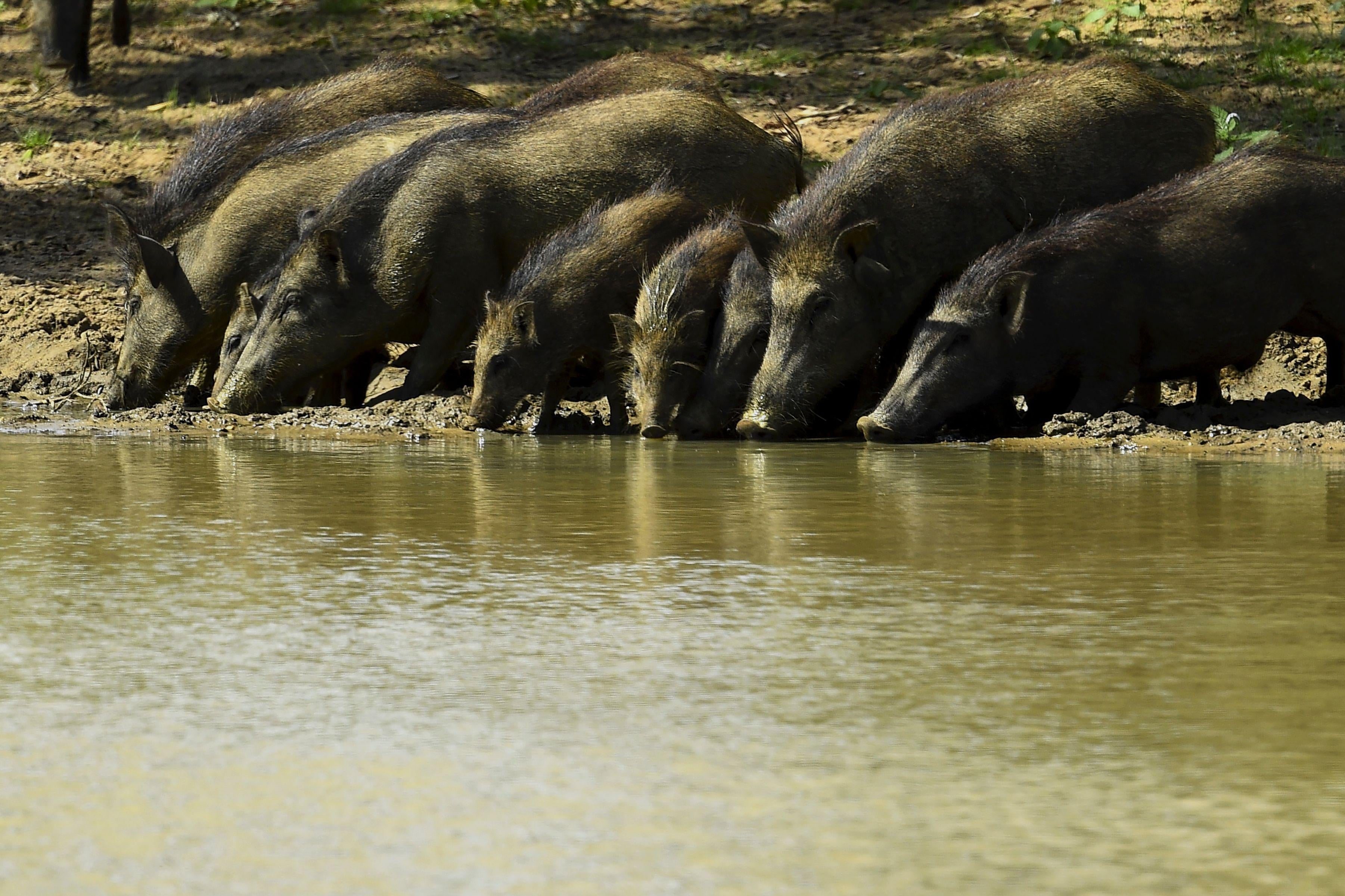 A group of boars drink from a river.