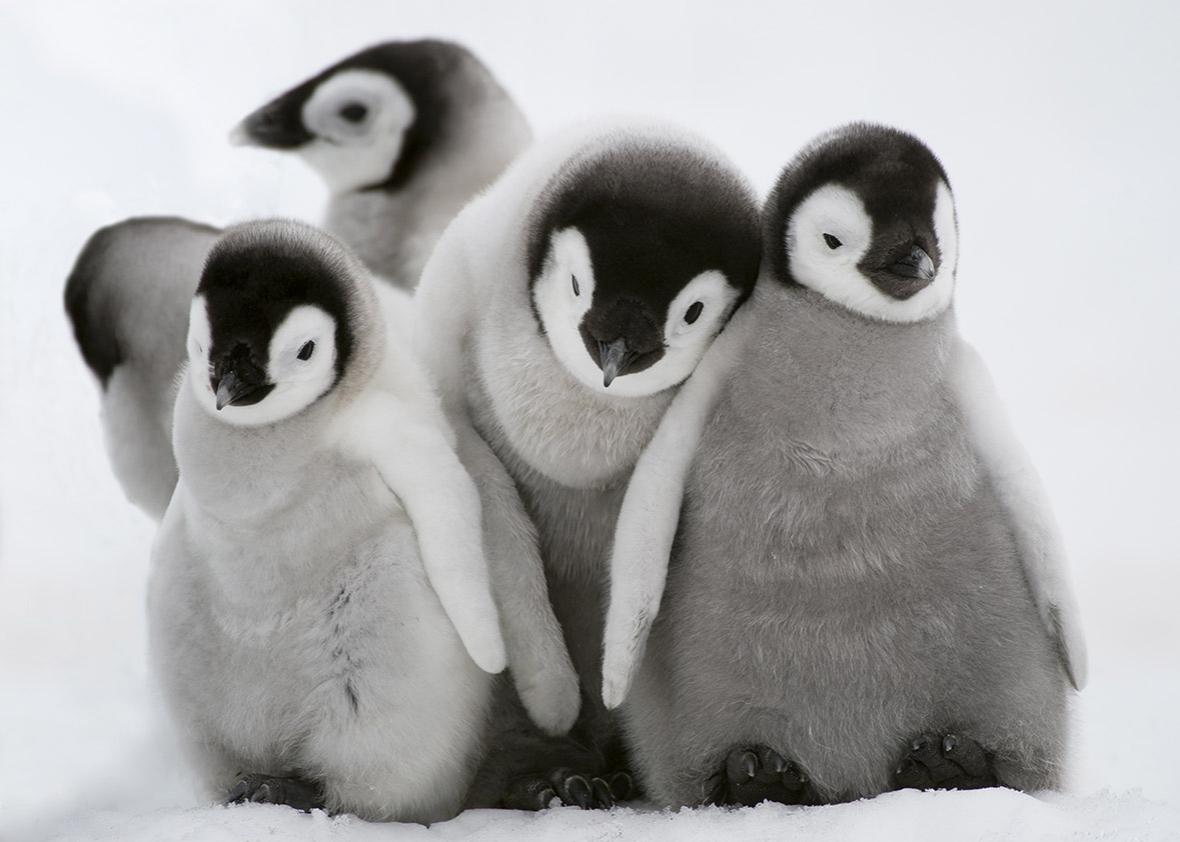 Emperor Penguin chicks