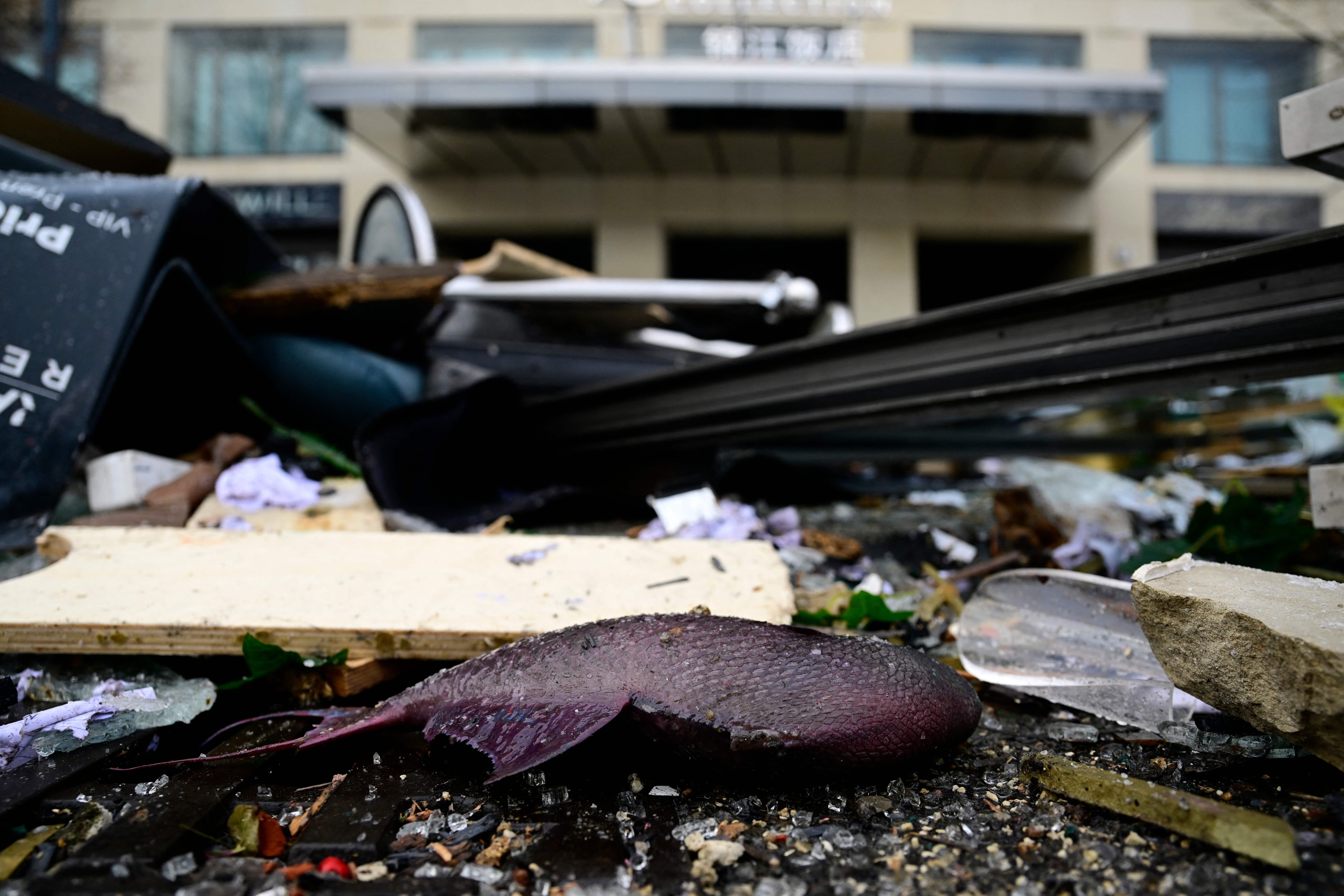 A dead fish lies in the debris in front of the Radisson Blu hotel in Berlin, where a huge aquarium burst on December 16.