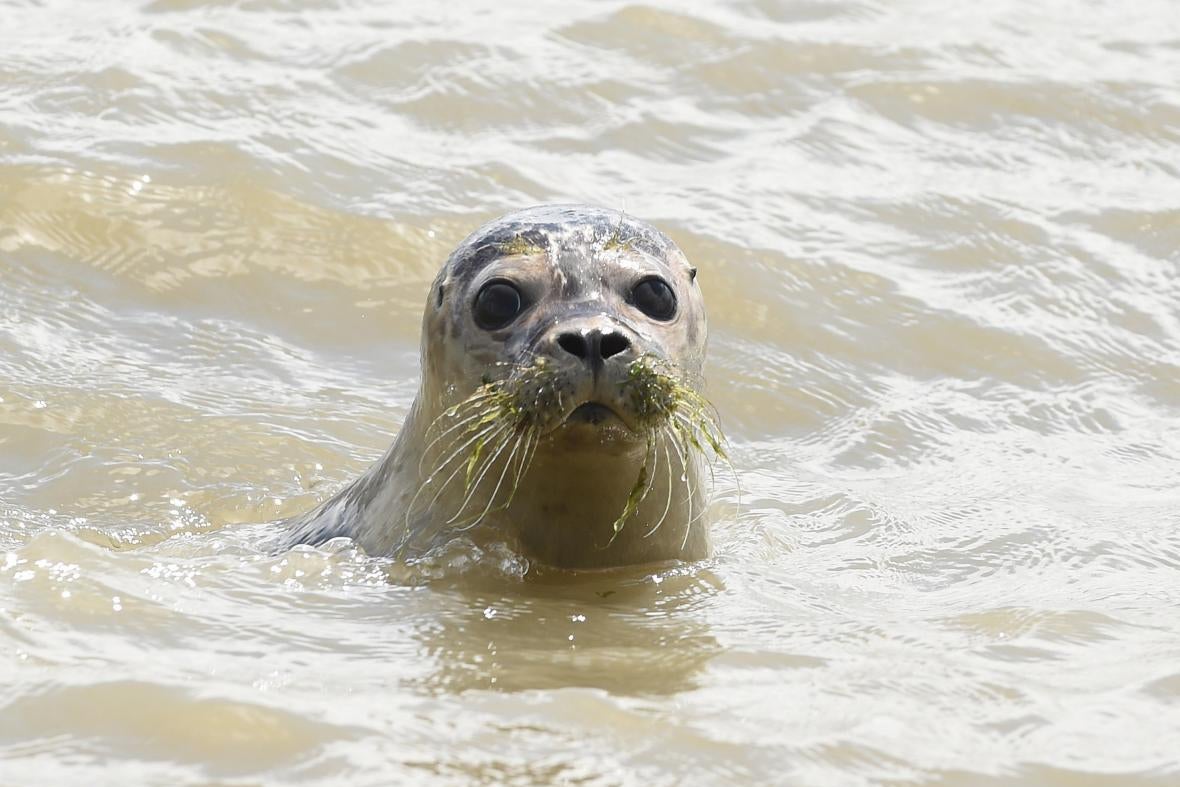 A young seal swims in the sea near Juist Island, north of Germany, on July 28, 2015.