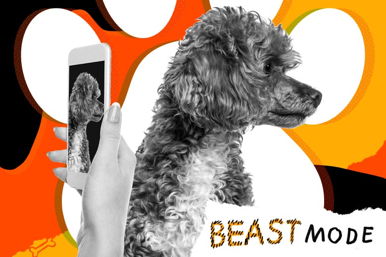A hand holding a phone up to take a photo of a dog, whose head is turned away.