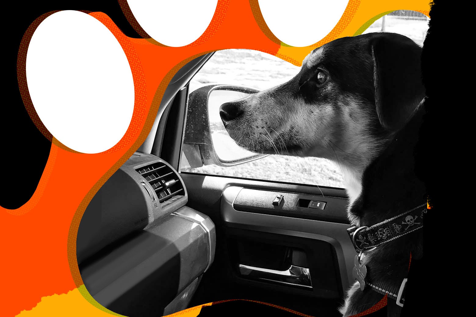 How To Make A Dog Feel Safe In A Car