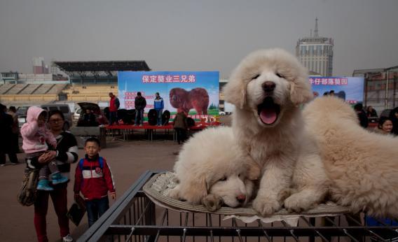 Tibetan mastiff puppies are displayed for sale at a mastiff show in Baoding, Hebei province—perhaps heading for a puppytorium near you.
