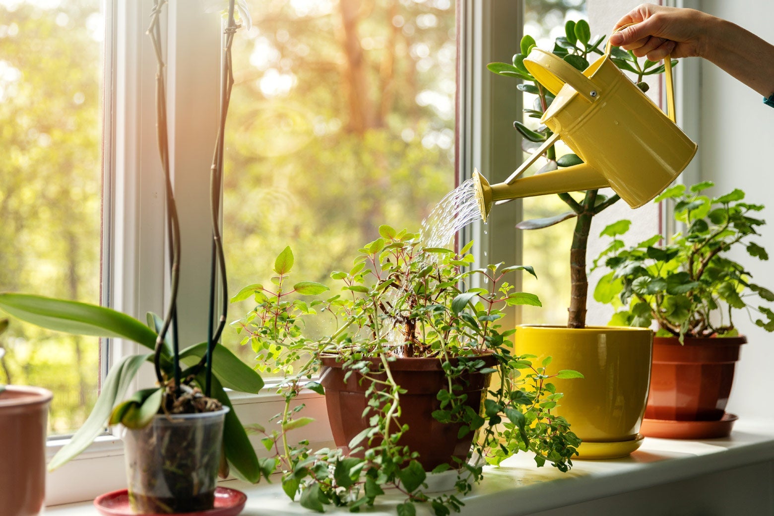 A woman's hand is seen watering house plants on a windowsill. 