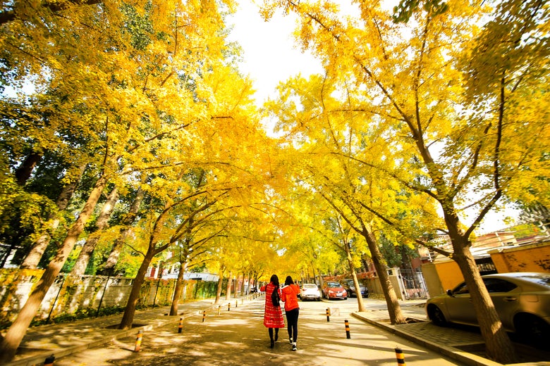 A street golden with gingko trees.