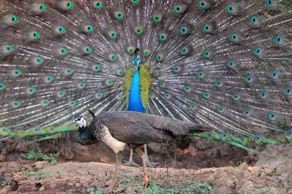 male peacocks