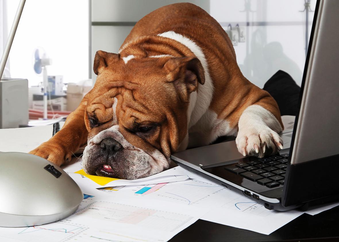 Image result for DOG AT WORK