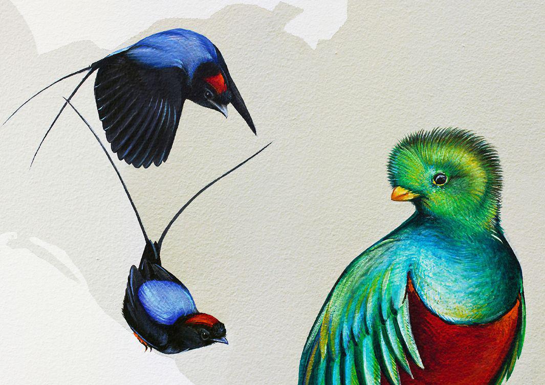 27_Long-tailed Manakin + Resplendent Quetzal